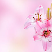 pink_lilies