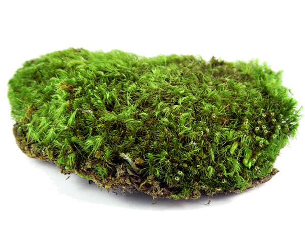Forest Moss