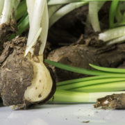 bulbs