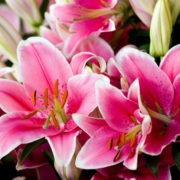 Rainbow Lilies