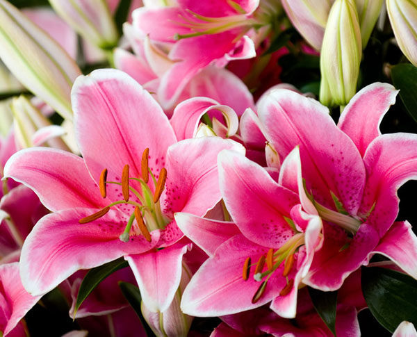 lilies